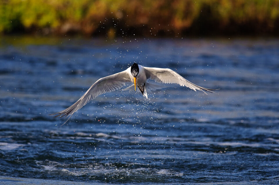 这张照片我使用了快速的快门速度，这冻结了鸟在飞行中的运动，从而产生了一张清晰的照片。