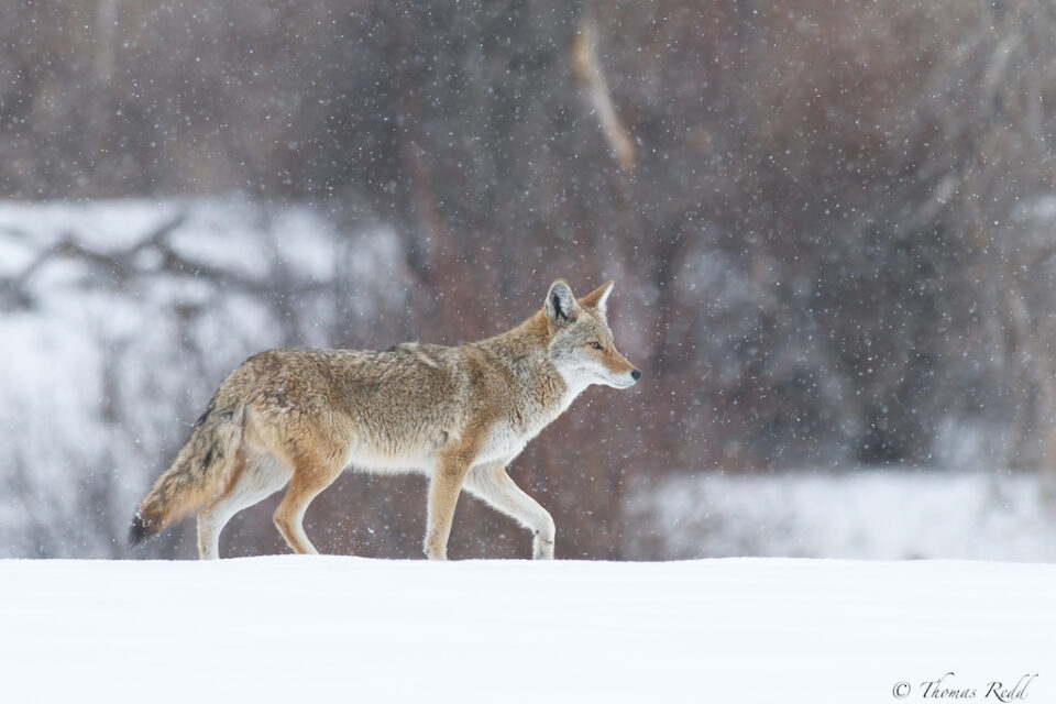 在雪地里漫步的土狼