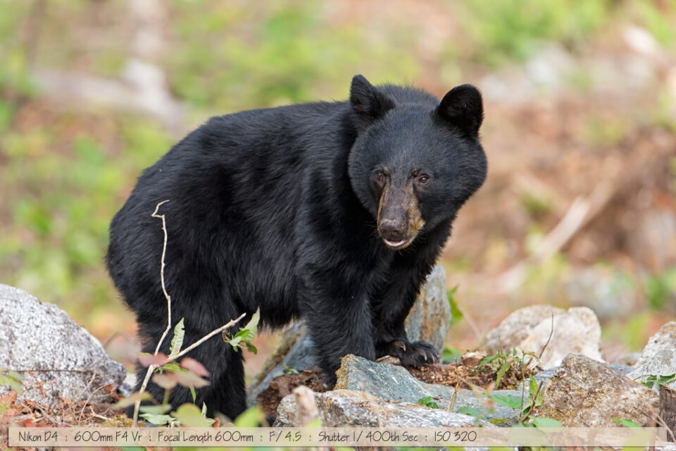 黑熊在岩石中觅食
