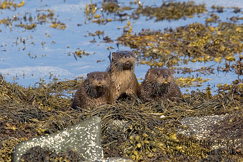 雌性水獭鲁特拉鲁特拉和两只年轻的大水獭，苏格兰基尔湖
