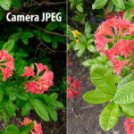 相机JPEG vs adoberaw