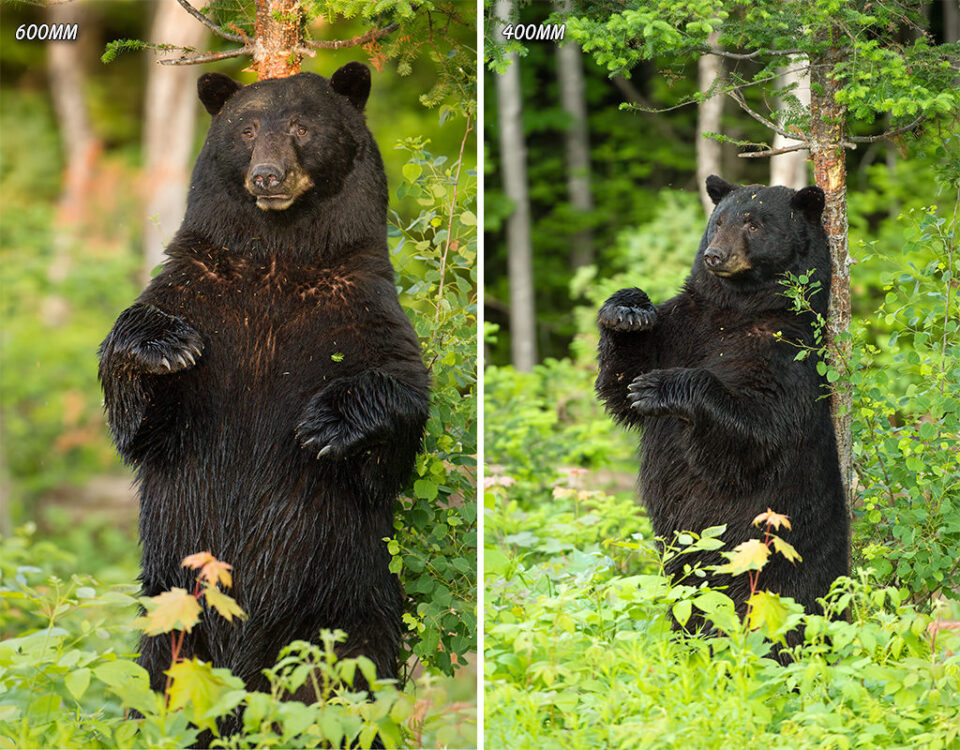 大雄性黑熊靠树站立