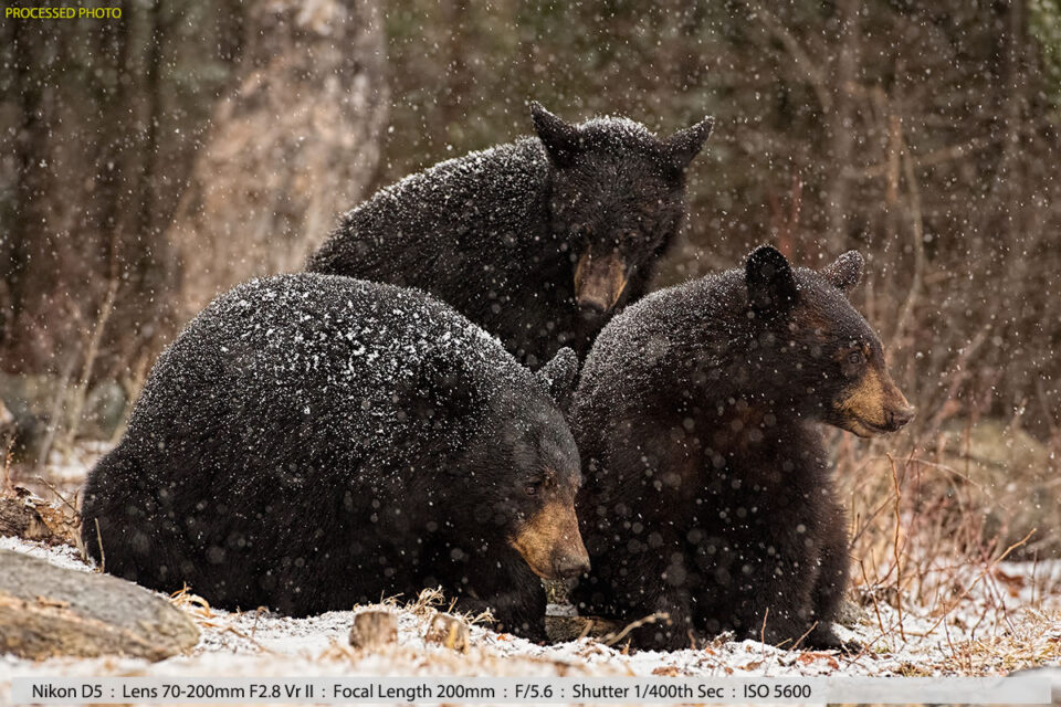 暴风雪中的黑熊和她的两只幼崽