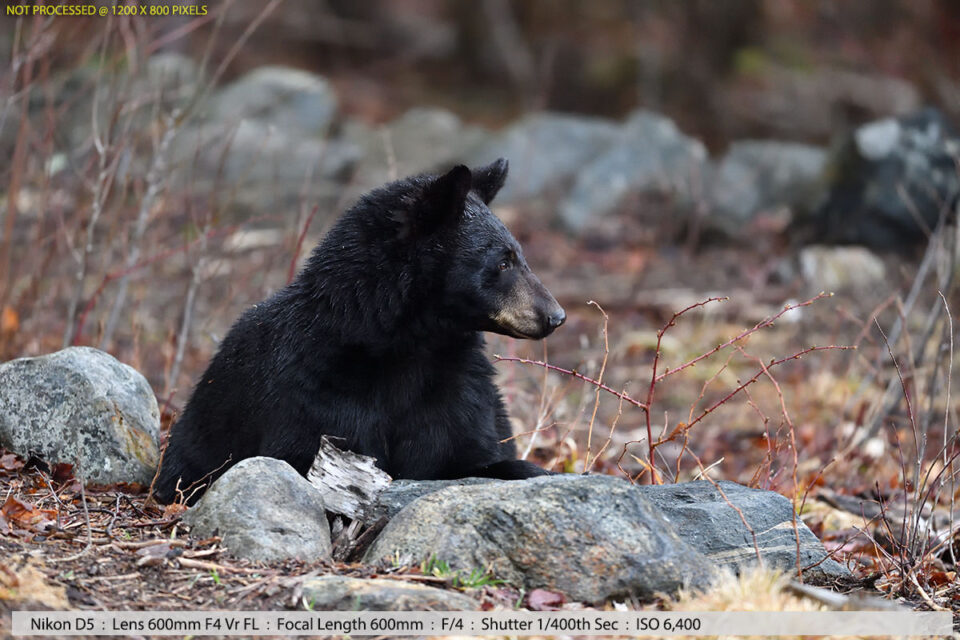 黑熊在树林样本照片