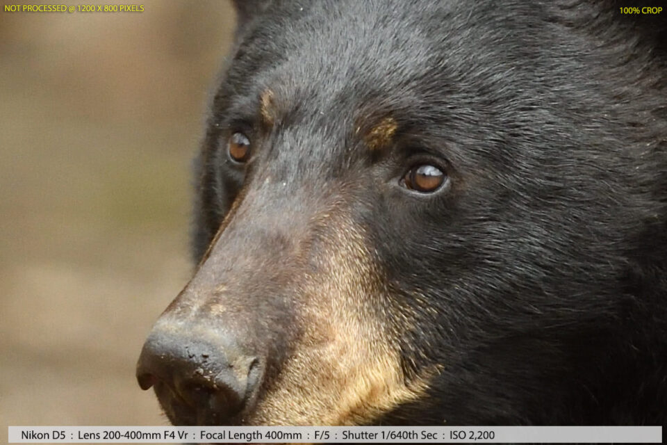 黑熊在树林样本照片