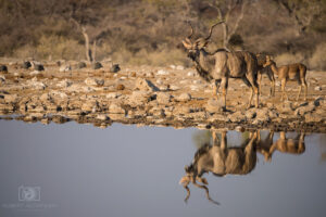 纳米比亚-埃托沙国家公园(6)
