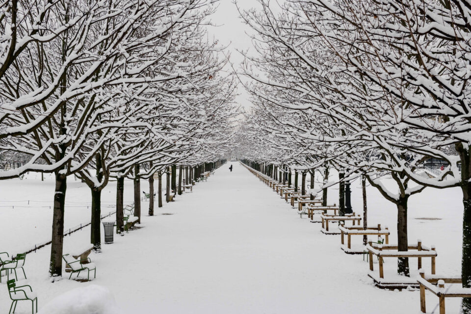 巴黎的树与雪