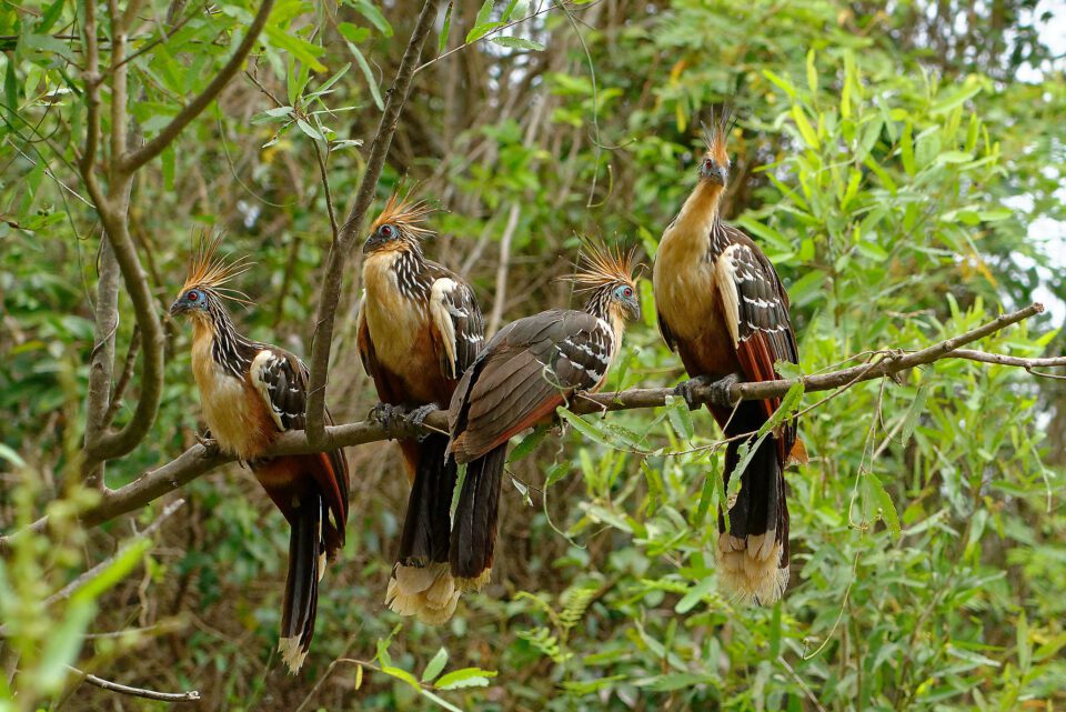 Hoatzin鸟-亚马逊秘鲁