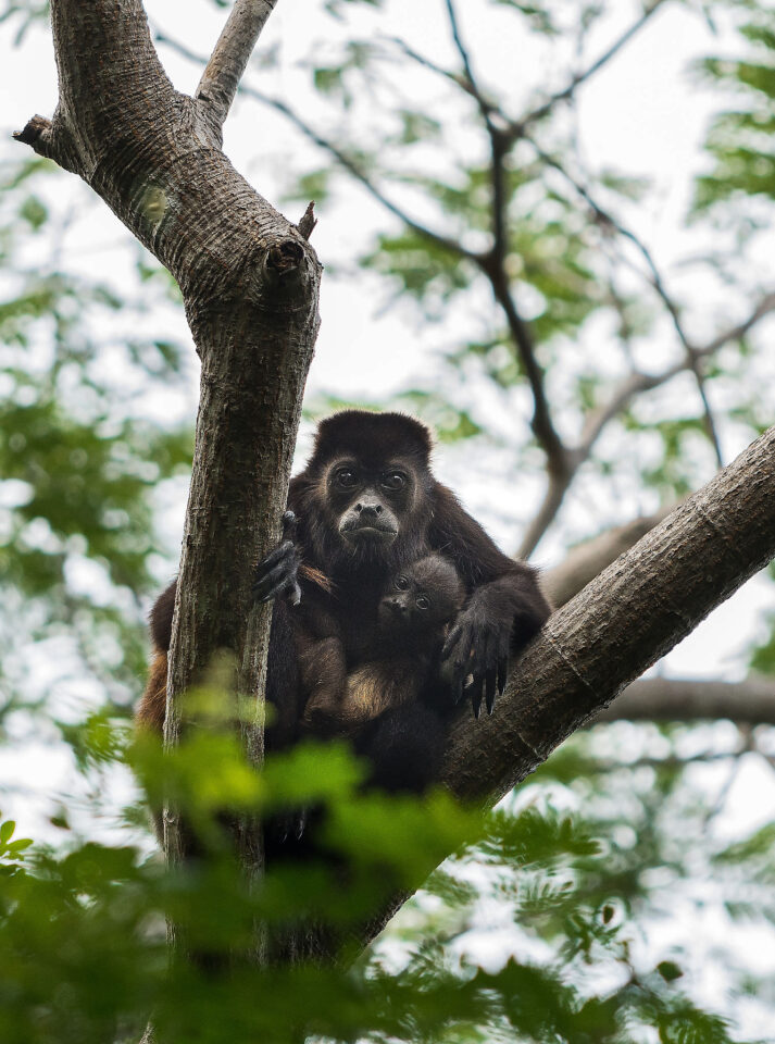 吼猴——尼加拉瓜