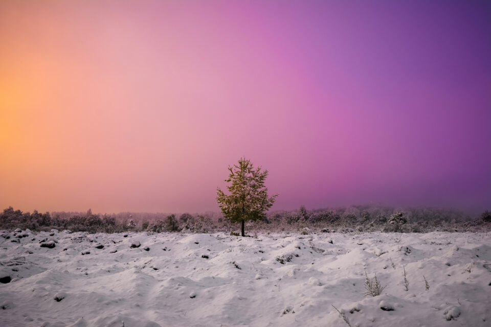 树与雪在黎明
