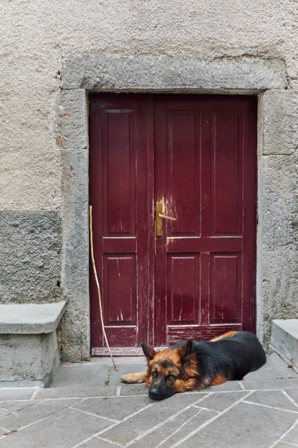 5.狗和红门