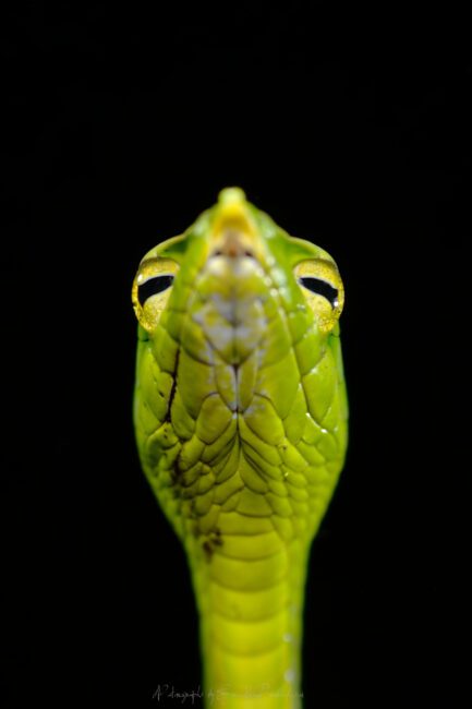 绿藤蛇- Ahaetulla nasuta