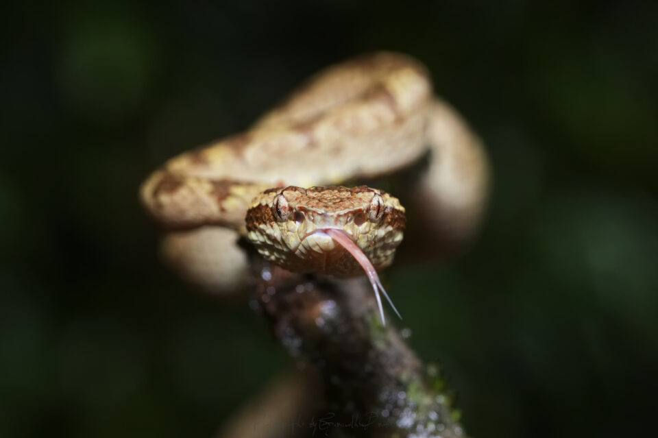 马拉巴尔蝮蛇- Trimeresurus malabricus(棕色变种)