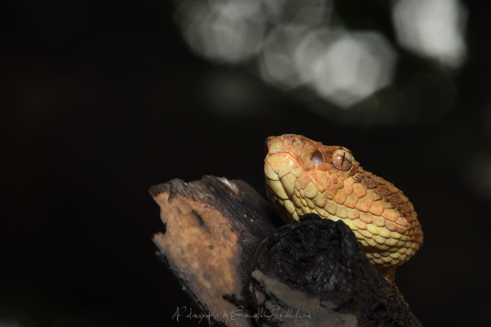 马拉巴尔蝮蛇- Trimeresurus malabricus(橙色变种)