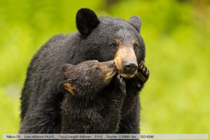 母黑熊和幼仔接吻特写