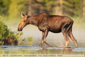 在缅因州北部水面上的池塘雾中进食的小驼鹿