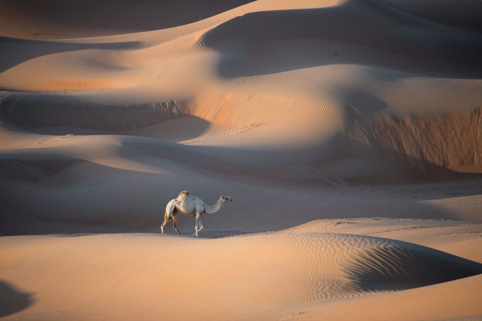 孤独的骆驼在空旷的沙漠，阿联酋，尼康D780样品