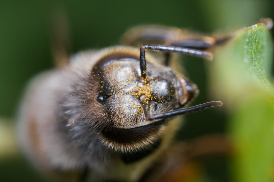 老瓦蜜蜂高倍率样品照片25mm f2.8 2.5-5倍微距镜头回顾