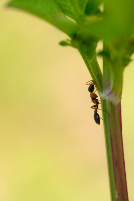 蚂蚁走在草茎微距照片