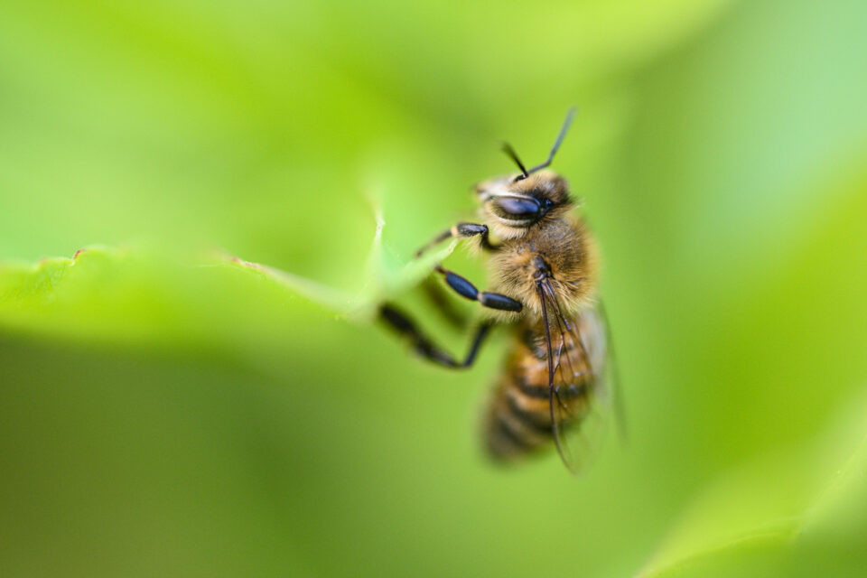 蜜蜂微距照片