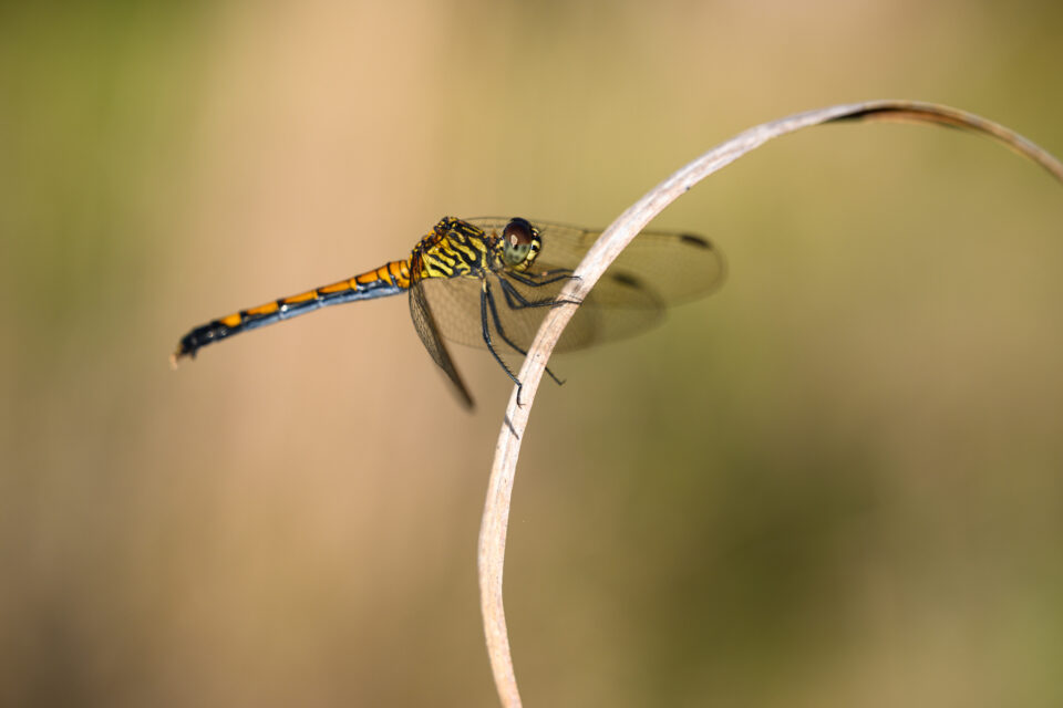 微距照片的蜻蜓与美丽的背景纹理