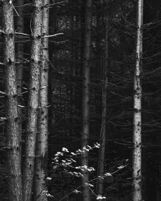 黑白森林照片标题为“在死者之间”