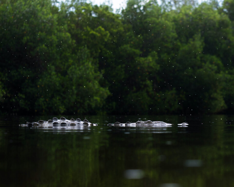 美国鳄鱼在佛罗里达大沼泽地与雨滴很好的构图野生动物摄影bob电竞官方下载bobsports官网
