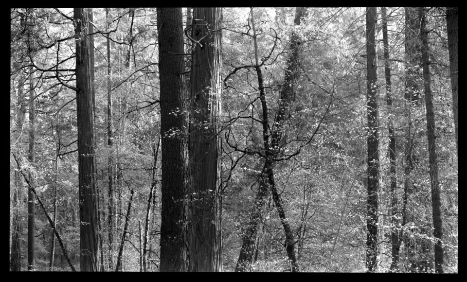 约塞米蒂山谷的树木黑白12x20相机照片