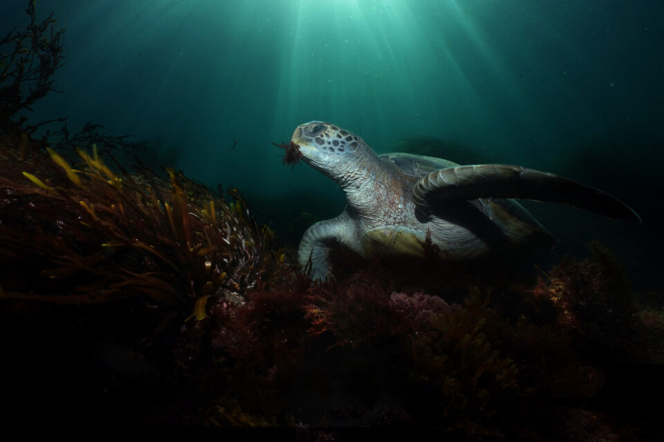 绿海龟和阳光使用填充闪光灯水下频闪灯