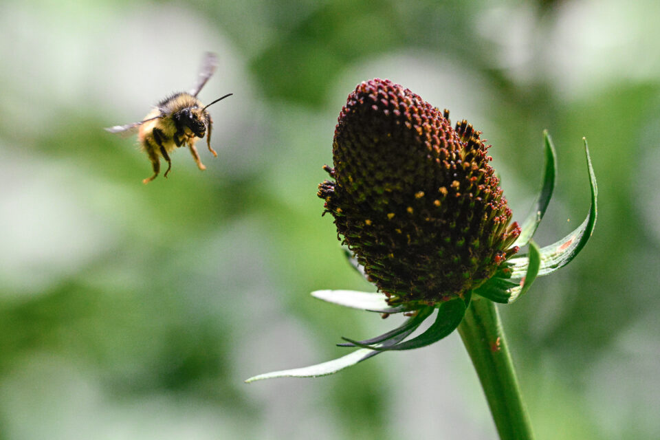 尼康Z9预发布爆发蜜蜂飞行微距照片