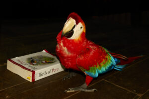 红绿macaw_Peru