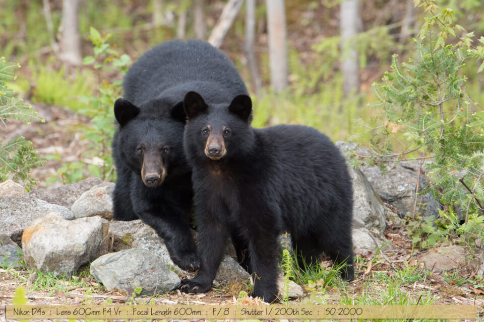 美丽的黑熊和幼崽