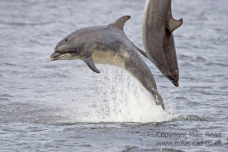 苏格兰马里湾瓶鼻海豚