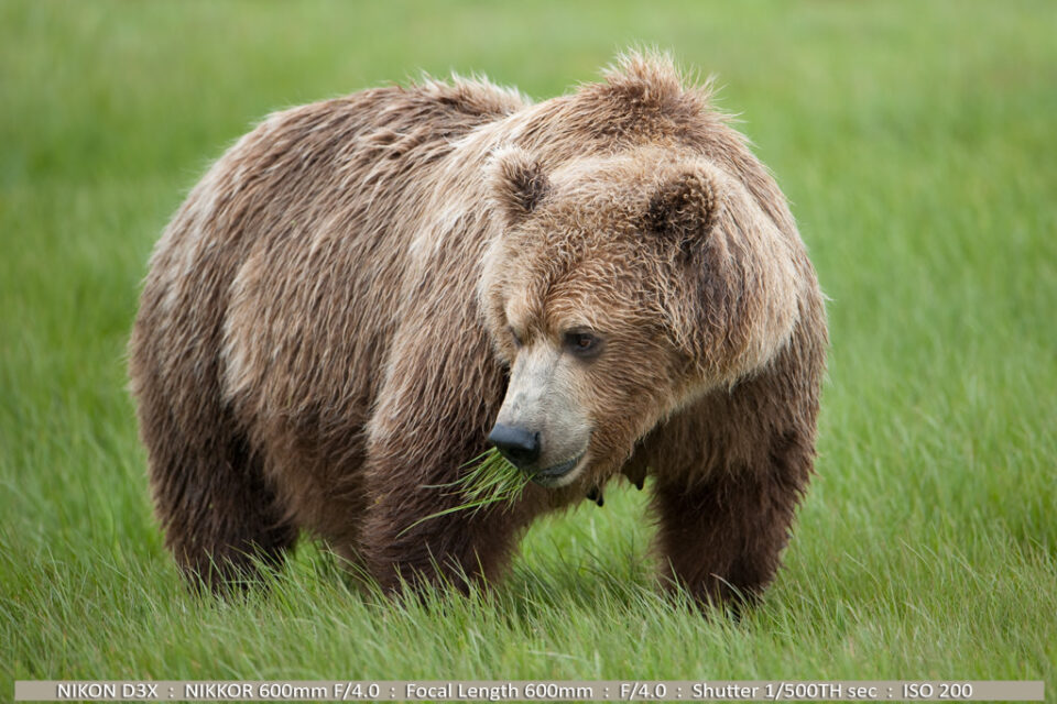 灰熊(棕熊)卡特迈国家公园