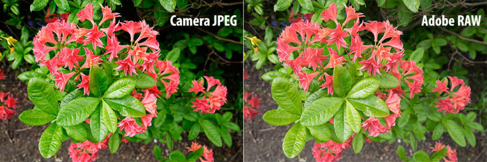 相机JPEG vs adoberaw