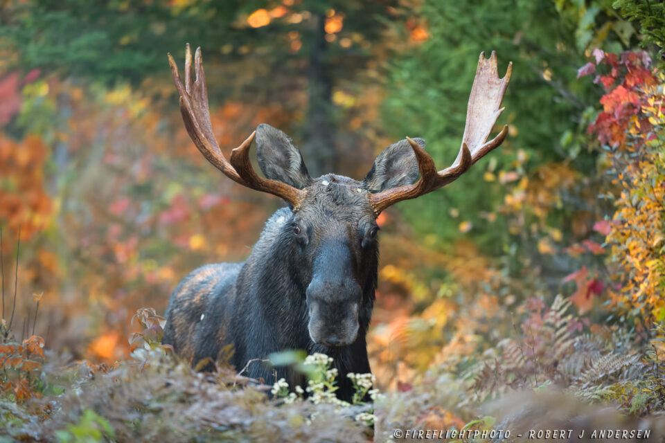 DSC1891-Bull-Moose-in-Foliage-Colors-up-Close - 9月- 2014 -柏林- nh - d4 - 200 - 400 mm