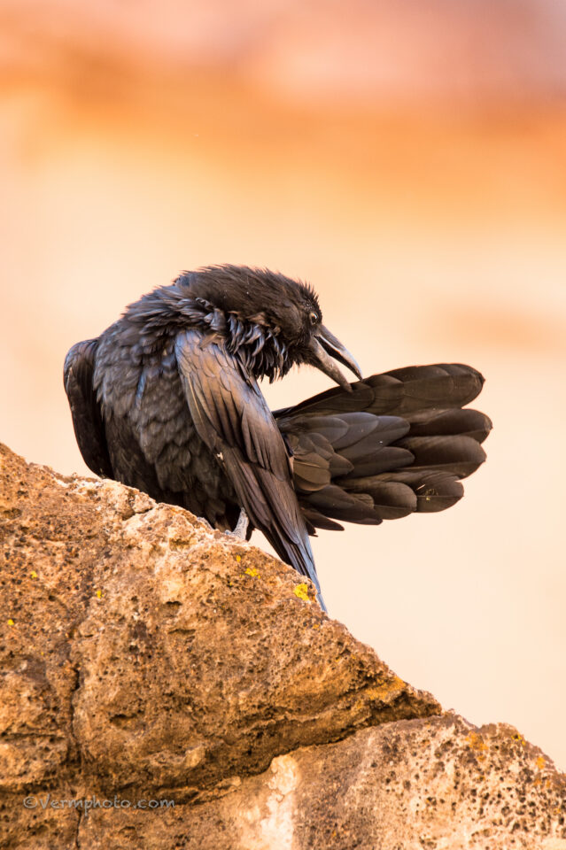 害虫-常见的乌鸦-大-大峡谷- 6329