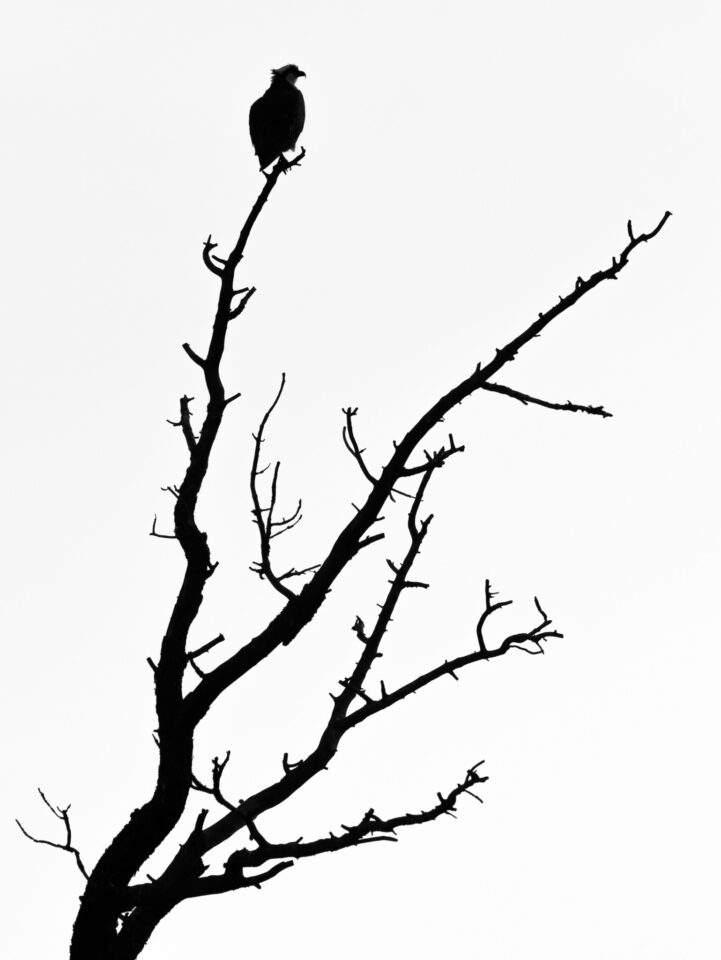 Verm-Osprey-silhouette-Kaibab湖- 1625