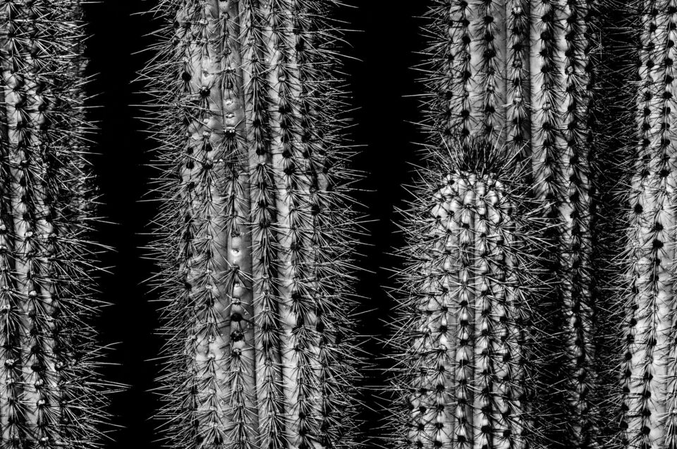 害虫-仙人掌-沙漠植物花园- 0680