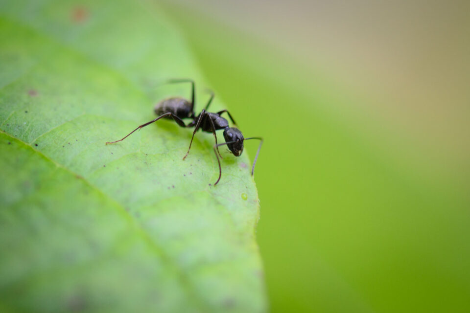 绿叶上的蚂蚁