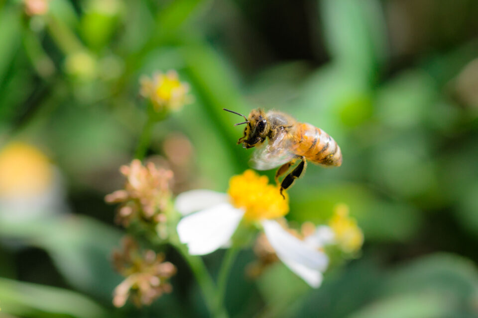 蜜蜂从花上起飞