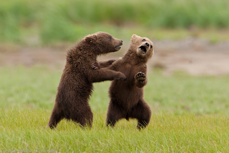 灰熊幼崽(棕熊)卡特迈国家公园