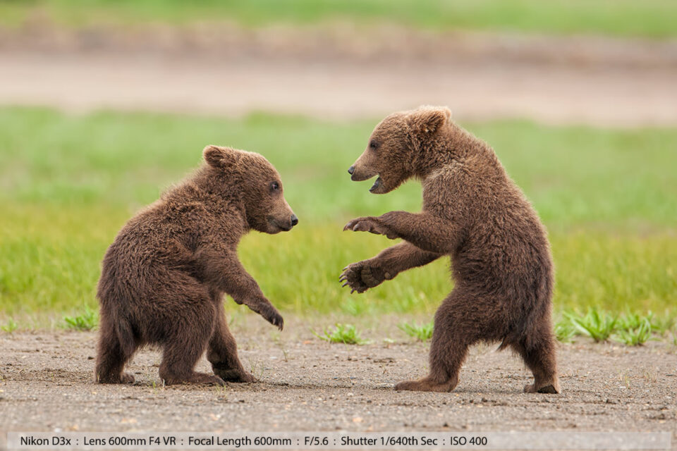 灰熊小熊在卡特迈国家公园打架