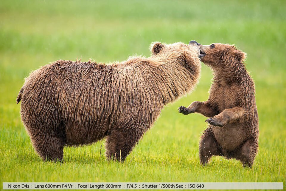 卡特迈国家公园，灰熊幼崽亲吻妈妈的嘴唇