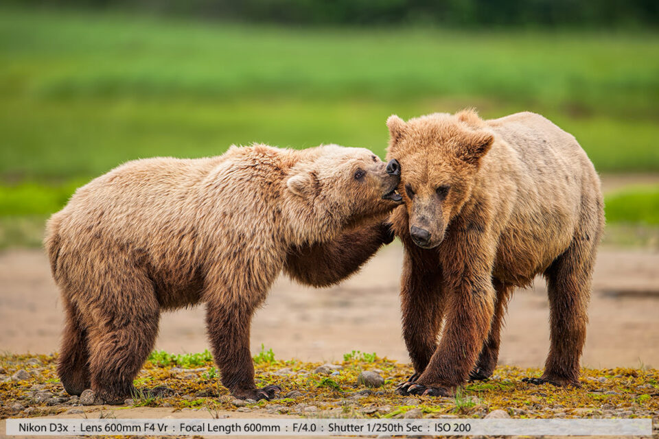 两只灰熊在卡特迈国家公园玩耍