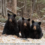 暴风雪中的黑熊和她的两只幼崽