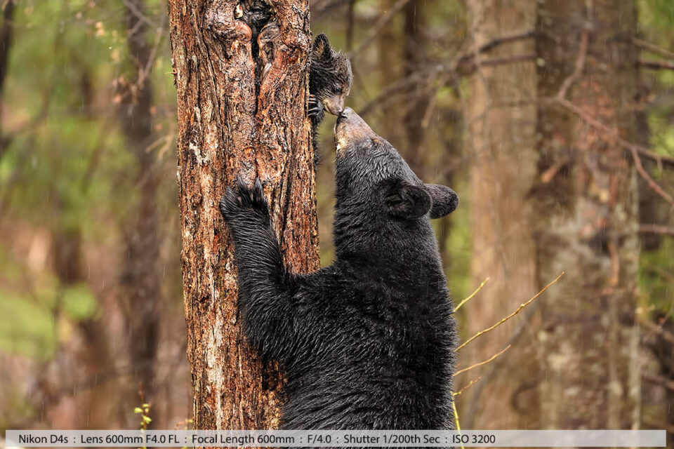 母黑熊在树上问候幼仔