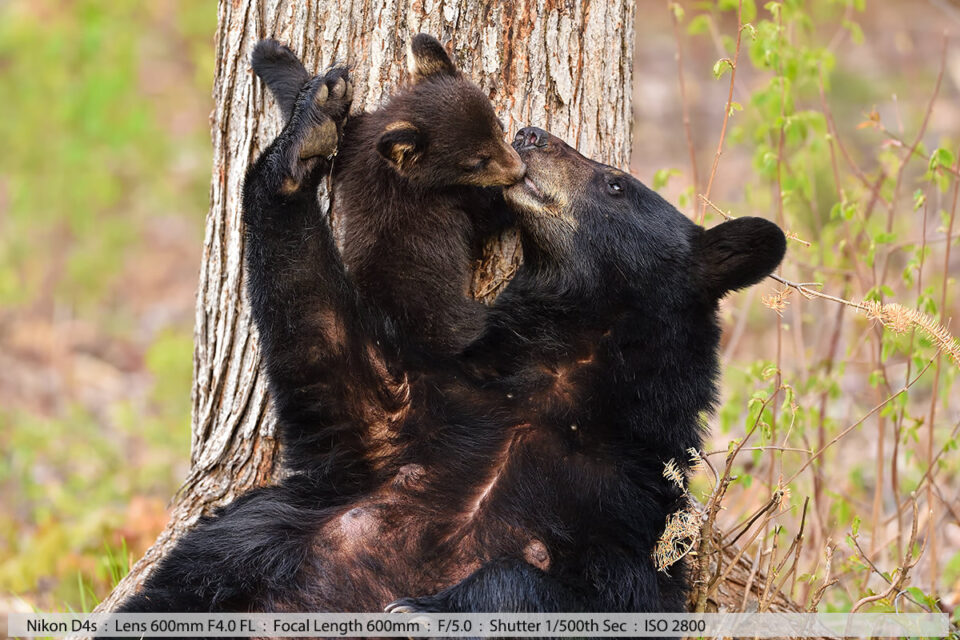 黑熊正在亲吻她的幼崽