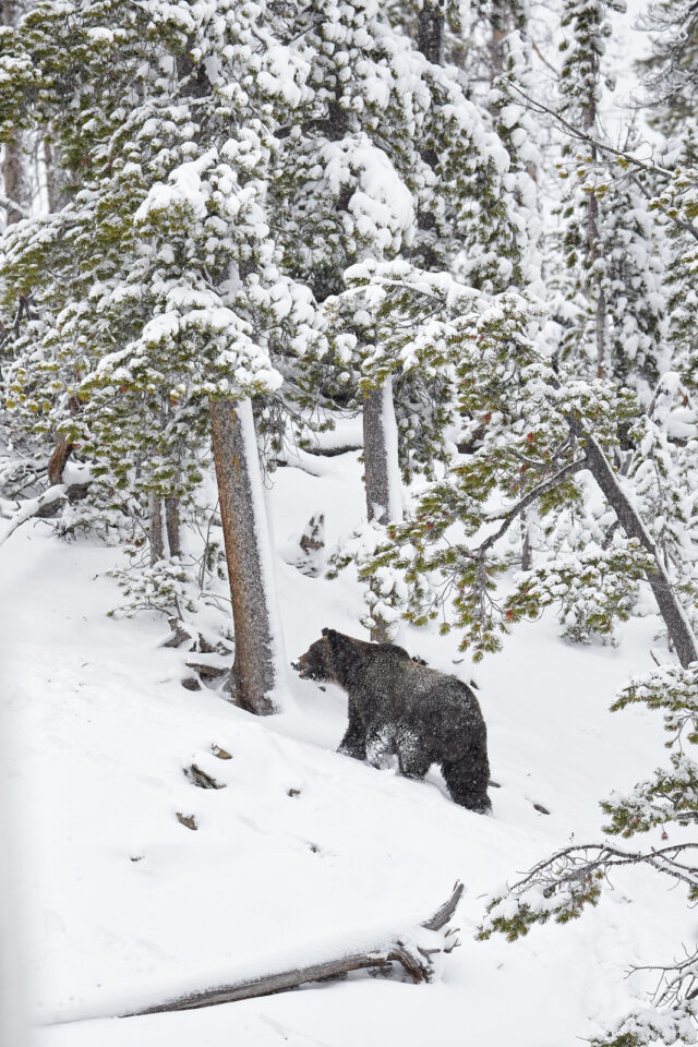 灰熊在雪中行走