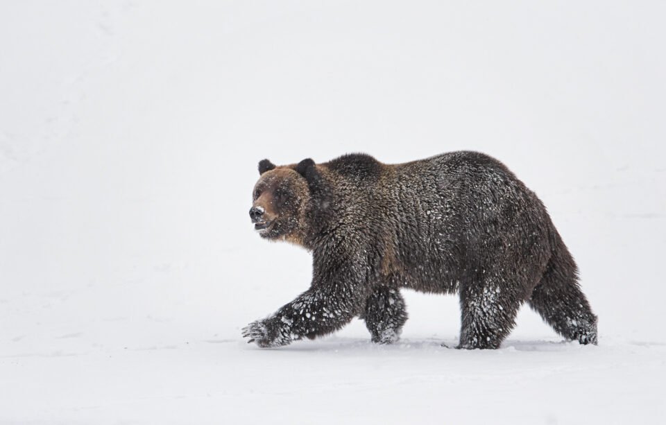 灰熊在雪地里
